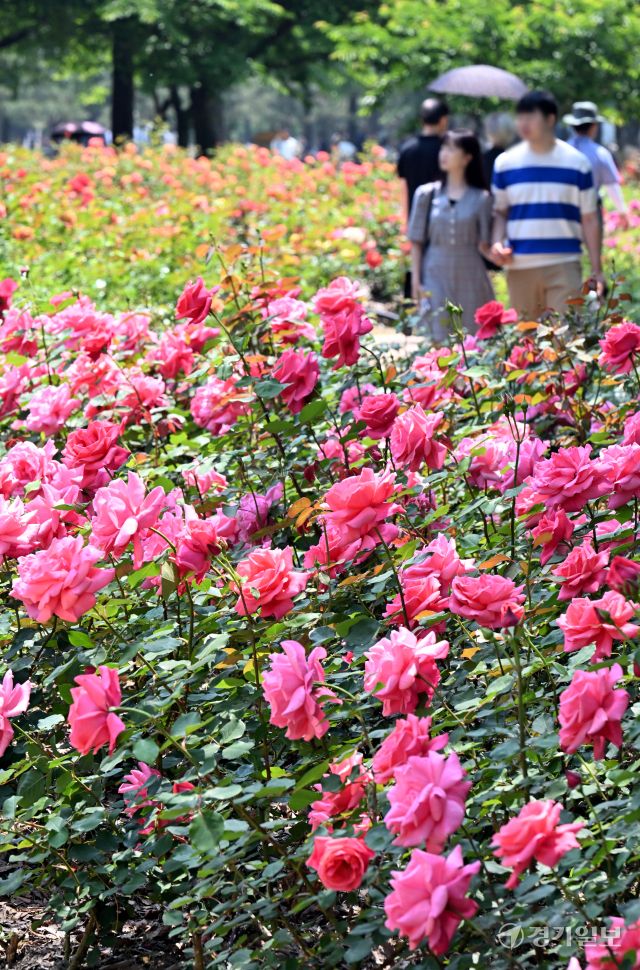 1일 인천 연수구 송도국제도시 해돋이공원 장미원을 찾은 시민들이 형형색색의 활짝 핀 장미를 감상하며 6월의 첫날을 만끽하고 있다. 조병석기자
