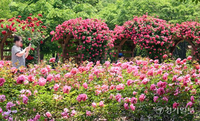 1일 인천 연수구 송도국제도시 해돋이공원 장미원을 찾은 시민들이 형형색색의 활짝 핀 장미를 감상하며 6월의 첫날을 만끽하고 있다. 조병석기자