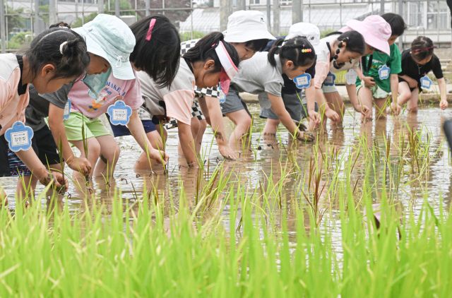 10일 오전 수원특례시 농촌진흥청 국립식량과학원 중북부작물연구센터 작물연구동에서 열린 '논에서 만나는 자연 교실, 어린이 모내기 체험'에 참가한 어린이들이 손 모내기를 체험하고 있다. 조주현기자