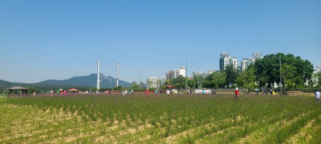 양주 나리농원 전경. 양주시 제공