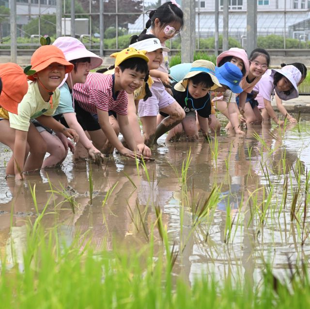 10일 오전 수원특례시 농촌진흥청 국립식량과학원 중북부작물연구센터 작물연구동에서 열린 '논에서 만나는 자연 교실, 어린이 모내기 체험'에 참가한 어린이들이 손 모내기를 체험하고 있다. 조주현기자