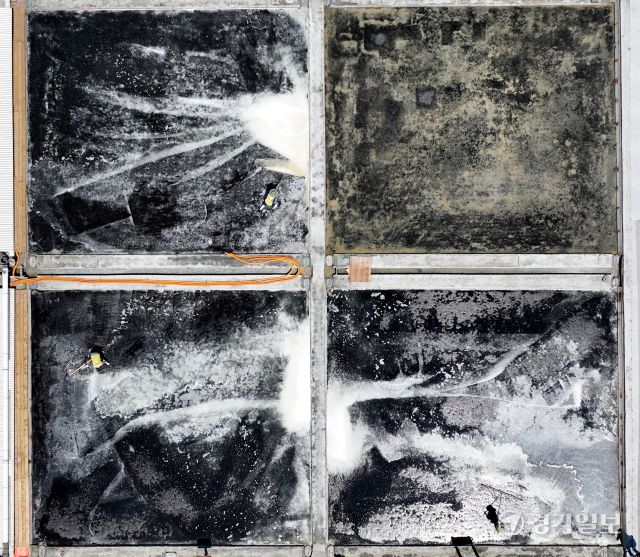 11일 인천 남동구 소래습지생태공원 염전에서 공원 관계자들이 소금을 채취하고 있다. 소래염전은 1970년대 국내 최대 천일염 생산지로 자리 잡았으나 채산성이 떨어져 1996년 7월 폐쇄한 뒤 2008년부터 3만5천㎡(1만500여평) 규모에서 옛 방식을 유지하며 천일염을 생산 및 체험장으로 사용하고 있다.조병석기자