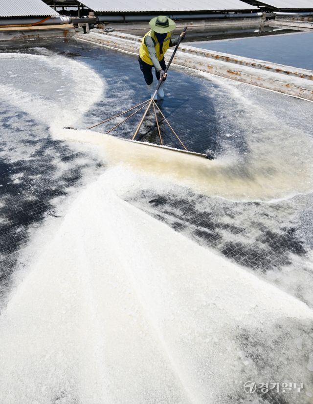 11일 인천 남동구 소래습지생태공원 염전에서 공원 관계자들이 소금을 채취하고 있다. 소래염전은 1970년대 국내 최대 천일염 생산지로 자리 잡았으나 채산성이 떨어져 1996년 7월 폐쇄한 뒤 2008년부터 3만5천㎡(1만500여평) 규모에서 옛 방식을 유지하며 천일염을 생산 및 체험장으로 사용하고 있다.조병석기자