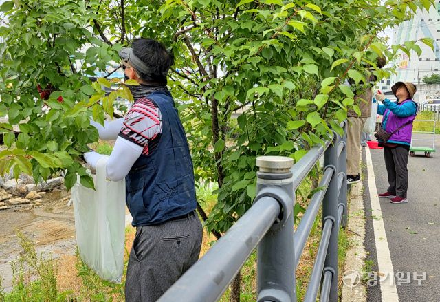 13일 오전 기흥동행정복지센터 옆 공세천 산책로에서 권현찬 기흥동장(왼쪽), 통장협의회 및 주민자치위원 등 봉사자들이 매화나무에 달린 매실을 수확하고 있다. 송상호기자