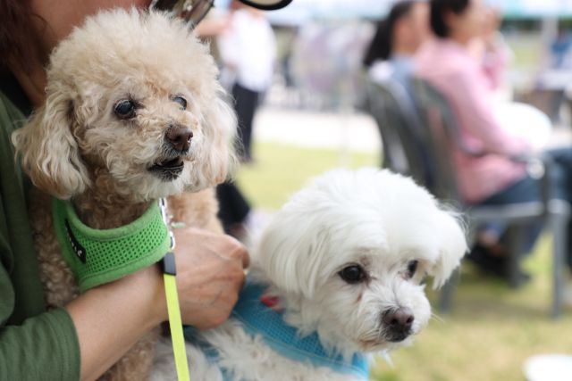 2025 반려동물 사랑나눔축제에 참가 중인 강아지. 안양시 제공
