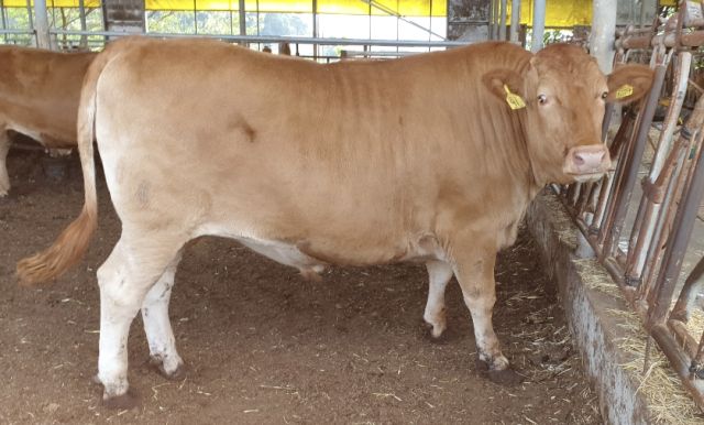 임금님표 이천한우가 생체중 1천100kg 초과 초대형 슈퍼한우. 이천시 제공