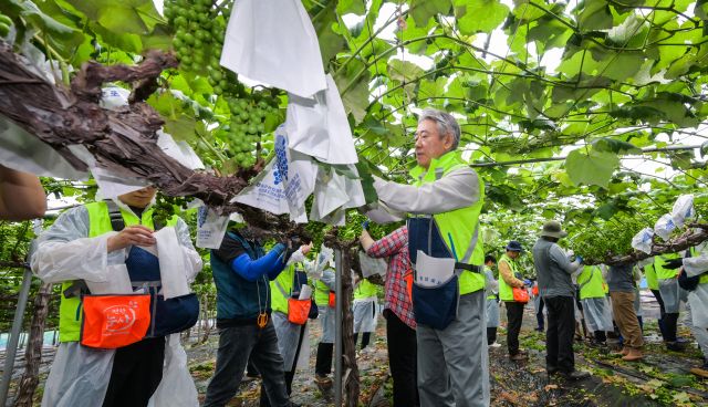 농협 경기본부 임직원들이 20일 오전 화성시 송산면 포도농가 일손돕기 현장에서 작업을 하고 있다. 농협중앙회는 6월20일을 ‘범농협 한마음 농촌일손 집중지원의 날’로 정하고 영농철 인력 부족 문제의 심각성을 알리고 범국민적 참여를 유도하고자 전국적으로 일손돕기를 실시했다. 이날 경기본부 직원과 자원봉사자 5백여명은 화성지역 48개 농가에 일손을 도왔다. 윤원규기자