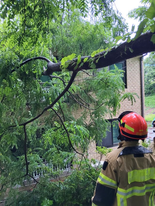 20일 오전 10시10분께 과천시 문원동 주택가에 나무가 쓰러지는 사고가 발생했다. 경기도소방재난본부 제공