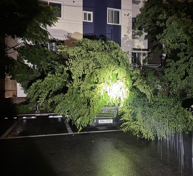 강풍과 비로 인해 인천 남동구 간석동의 한 아파트 주차장에서 나무가 쓰러졌다. 인천소방본부제공