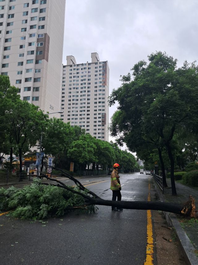 20일 오후 1시18분 고양시 백석동 한 도로에 가로수가 쓰러진 모습. 경기도북부소방재난본부 제공