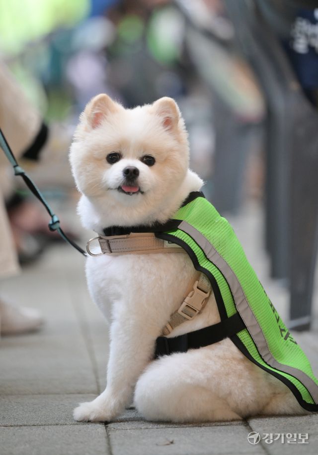 21일 오전 수원특례시 정자동 복합문화공간 111CM에서 열린 '2025 수원시 반려견순찰대 발대식'에 참가한 순찰대원들 모습
