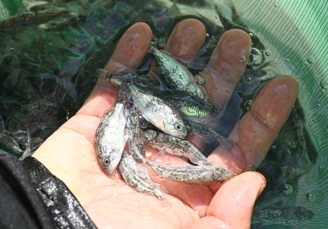 조피볼락 치어는 수산생물 표준방류지침에 따라 따라 방류됐다. 낚시 대상 어종으로 인기를 끄는 조피볼락은 최근 자원이 급감하면서 어민과 낚시인 사이 갈등의 불씨가 되기도 했다.조주현기자