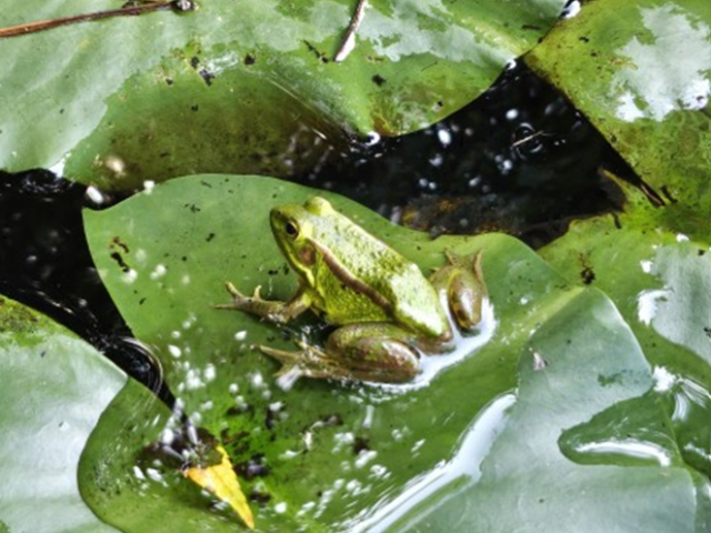 멸종위기 야생생물 2급 금개구리의 성체 모습. 환경부 제공
