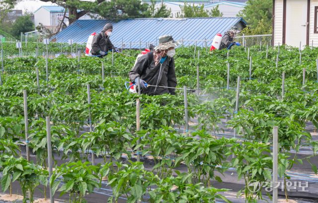 23일 화성특례시 경기도농업기술원 연구용 고추밭에서 관계자들이 탄저병 예방을 위한 방제작업을 하고 있다. 도농업기술원은 최근 기온 상승과 잦은 호우로 고추, 사과 등 작물에서 탄저병 발생이 우려된다며 농가에 사전 방제를 당부했다. 윤원규기자