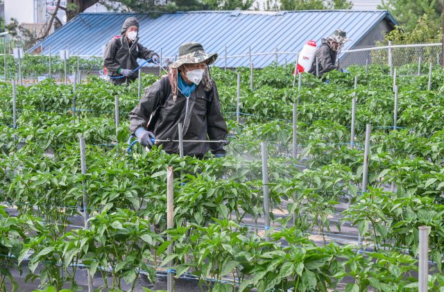 23일 화성특례시 경기도농업기술원 연구용 고추밭에서 관계자들이 탄저병 예방을 위한 방제작업을 하고 있다. 도농업기술원은 최근 기온 상승과 잦은 호우로 고추, 사과 등 작물에서 탄저병 발생이 우려된다며 농가에 사전 방제를 당부했다. 윤원규기자
