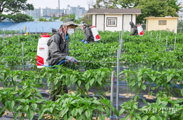 23일 화성특례시 경기도농업기술원 연구용 고추밭에서 관계자들이 탄저병 예방을 위한 방제작업을 하고 있다. 도농업기술원은 최근 기온 상승과 잦은 호우로 고추, 사과 등 작물에서 탄저병 발생이 우려된다며 농가에 사전 방제를 당부했다. 윤원규기자