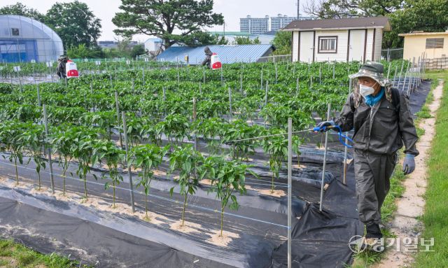 23일 화성특례시 경기도농업기술원 연구용 고추밭에서 관계자들이 탄저병 예방을 위한 방제작업을 하고 있다. 도농업기술원은 최근 기온 상승과 잦은 호우로 고추, 사과 등 작물에서 탄저병 발생이 우려된다며 농가에 사전 방제를 당부했다. 윤원규기자