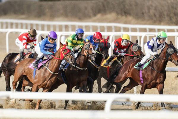 번호 순서대로 결승전,,예측 불가한 경마의 묘미