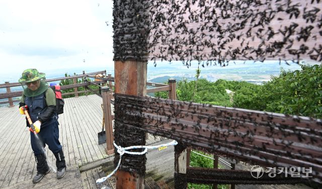 30일 오후 인천 계양구 계양산 정상에 붉은등우단털파리(러브버그) 무리가 대량 출몰한 가운데 계양구청 공원녹지과 산림보호팀 관계자들이 방역 및 날벌레 트랩을 설치하고 있다.조병석기자