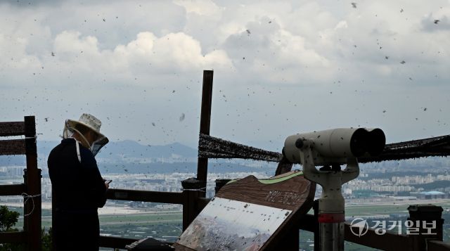 30일 오후 인천 계양구 계양산 정상에 붉은등우단털파리(러브버그) 무리가 대량 출몰한 가운데 계양구청 공원녹지과 산림보호팀 관계자들이 방역 및 날벌레 트랩을 설치하고 있다.조병석기자