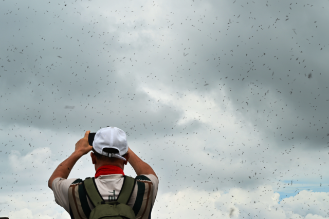 30일 오전 인천 계양산 정상에서 한 등산객이 머리 위를 나는 러브버그(붉은등우단털파리)를 촬영하고 있다. 조병석기자