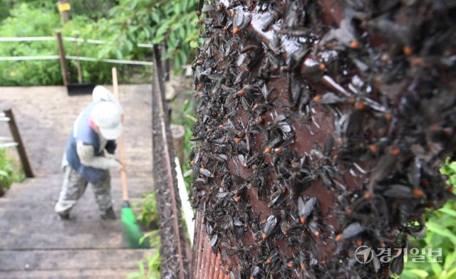 30일 오후 인천 계양구 계양산 정상에 붉은등우단털파리(러브버그) 무리가 대량 출몰한 가운데 계양구청 공원녹지과 산림보호팀 관계자들이 방역 및 날벌레 트랩을 설치하고 있다.조병석기자