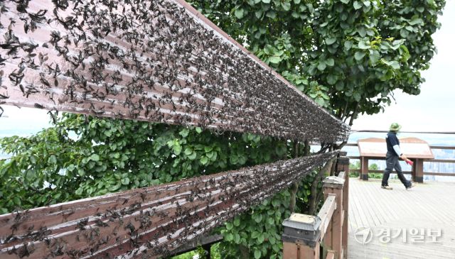 30일 오후 인천 계양구 계양산 정상에 붉은등우단털파리(러브버그) 무리가 대량 출몰한 가운데 계양구청 공원녹지과 산림보호팀 관계자들이 방역 및 날벌레 트랩을 설치하고 있다.조병석기자