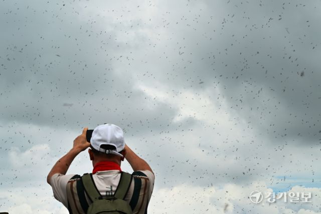 30일 오후 인천 계양구 계양산 정상에 붉은등우단털파리(러브버그) 무리가 대량 출몰한 가운데 한 등산객이 사진을 찍고 있다.조병석기자