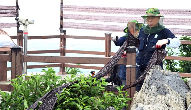 30일 오후 인천 계양구 계양산 정상에 붉은등우단털파리(러브버그) 무리가 대량 출몰한 가운데 계양구청 공원녹지과 산림보호팀 관계자들이 방역 및 날벌레 트랩을 설치하고 있다.조병석기자