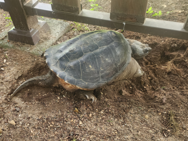 30일 오전 인천 부평구 한 공원에 출몰한 늑대거북. 부평구 제공