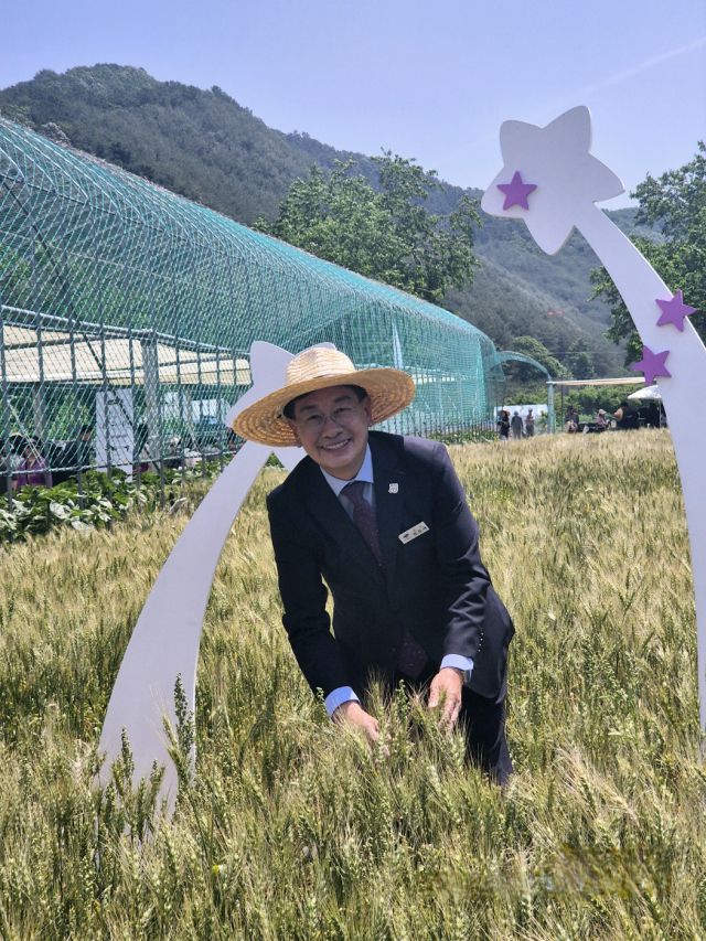 전진선 양평군수가 양평군 청운면 가현리 양평밀경관단지에서 열린 ‘제3회 양평밀축제’에 참석해 밀밭에 자란 우리밀을 살펴보고 있다. 황선주기자.