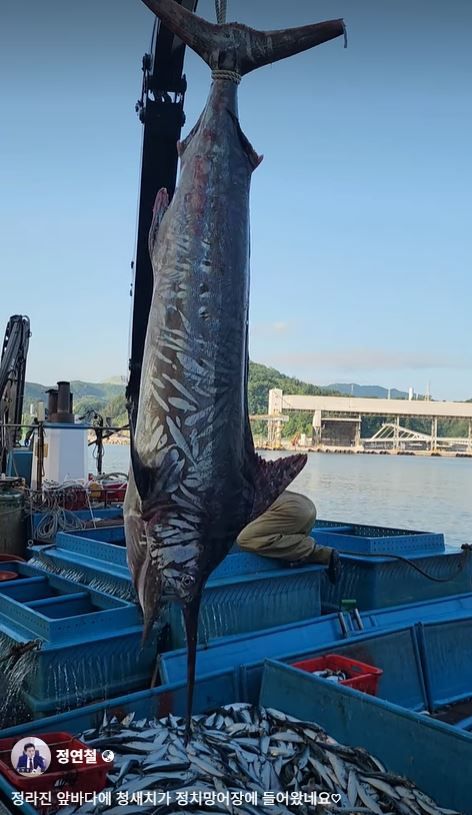 온·열대 해역에 사는 황새치가 강원도 삼척 앞바다에서 잡혔다. 정연철 삼척시의원 페이스북 갈무리
