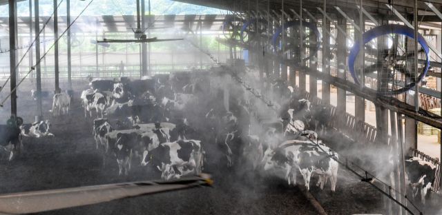 소들도 더워요, 더위 식혀주는 쿨링포그와 선풍기 [포토뉴스]