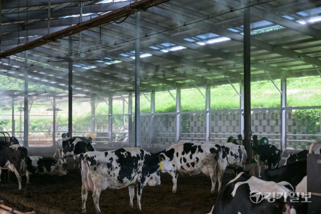 소들도 더워요, 더위 식혀주는 쿨링포그와 선풍기 [포토뉴스]