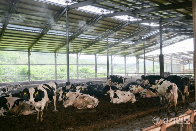 소들도 더워요, 더위 식혀주는 쿨링포그와 선풍기 [포토뉴스]