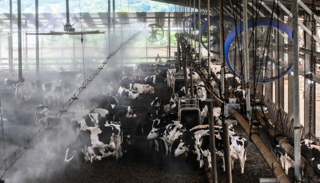 소들도 더워요, 더위 식혀주는 쿨링포그와 선풍기 [포토뉴스]