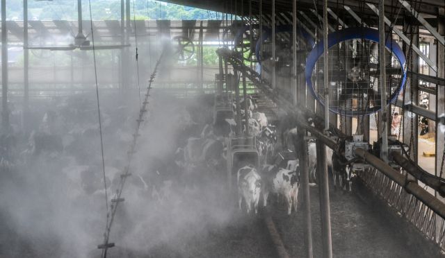 소들도 더워요, 더위 식혀주는 쿨링포그와 선풍기 [포토뉴스]