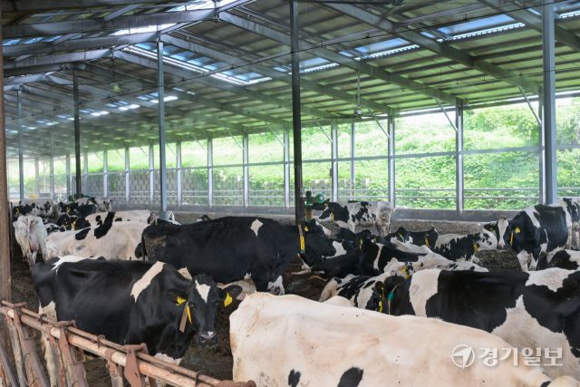 소들도 더워요, 더위 식혀주는 쿨링포그와 선풍기 [포토뉴스]