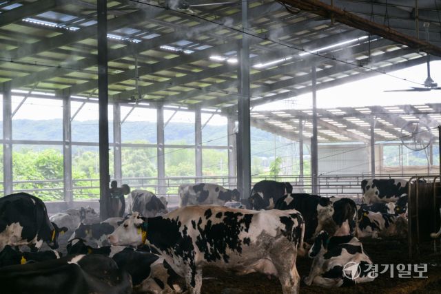 소들도 더워요, 더위 식혀주는 쿨링포그와 선풍기 [포토뉴스]