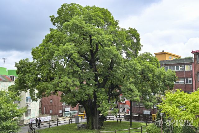 인천 서구, 500여년된 나무를 기리기 위한 신현동 회화나무길 명예도로명 부여 [포토뉴스]