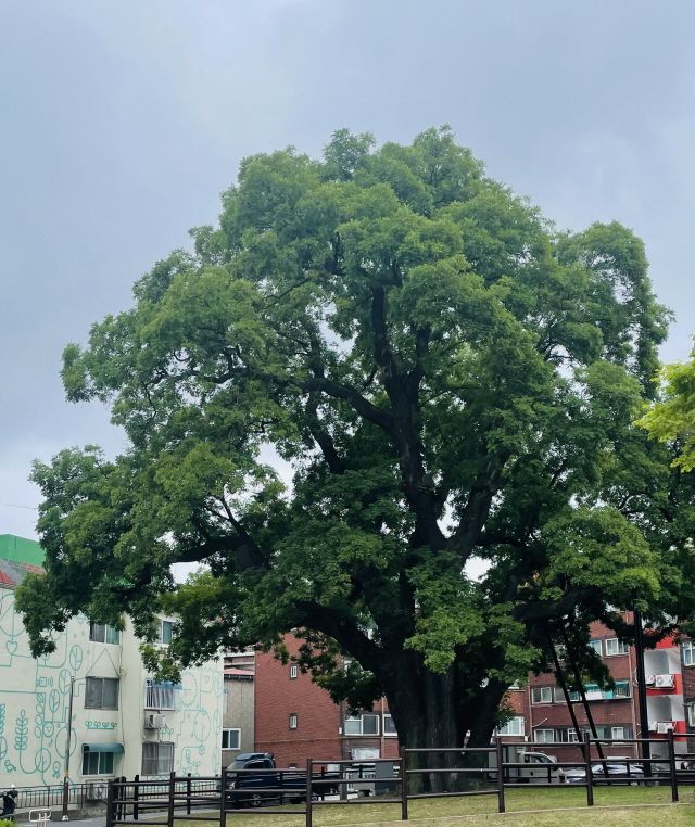 인천 서구 신현동에 위치한 국가 천연기념물 제315호 신현동 회화나무의 모습. 서구 제공