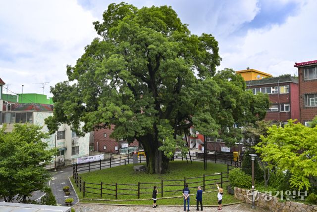 인천 서구, 500여년된 나무를 기리기 위한 신현동 회화나무길 명예도로명 부여 [포토뉴스]