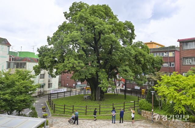 인천 서구, 500여년된 나무를 기리기 위한 신현동 회화나무길 명예도로명 부여 [포토뉴스]