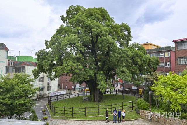 인천 서구, 500여년된 나무를 기리기 위한 신현동 회화나무길 명예도로명 부여 [포토뉴스]