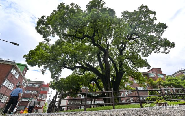 인천 서구, 500여년된 나무를 기리기 위한 신현동 회화나무길 명예도로명 부여 [포토뉴스]