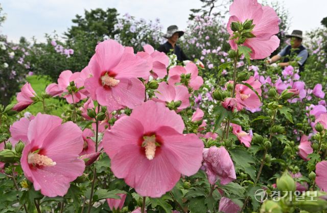 제헌절을 하루 앞둔 16일 오전 수원특례시 권선구 수원무궁화원에서 관계자들이 활짝 핀 무궁화를 돌보고 있다. 김시범기자
