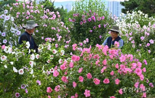 제헌절을 하루 앞둔 16일 오전 수원특례시 권선구 수원무궁화원에서 관계자들이 다양한 품종의 무궁화를 돌보고 있다. 무궁화는 색깔에 따라 적단심계, 자단심계, 백단심계, 청담심계로 나뉜다. 김시범기자