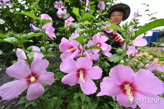 제헌절을 하루 앞둔 16일 오전 수원특례시 권선구 수원무궁화원에서 관계자들이 활짝 핀 무궁화를 돌보고 있다. 김시범기자