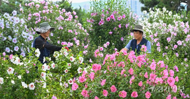 제헌절을 하루 앞둔 16일 오전 수원특례시 권선구 수원무궁화원에서 관계자들이 다양한 품종의 무궁화를 돌보고 있다. 무궁화는 색깔에 따라 적단심계, 자단심계, 백단심계, 청담심계로 나뉜다. 김시범기자