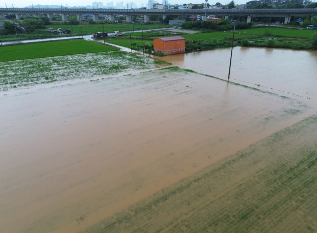 17일 집중호우가 쏟아진 평택시 팽성읍의 한 논이 흙탕물로 가득 차면서 벼가 완전히 물에 잠겨 있다. 평택에는 이날 시간당 40㎜ 안팎의 강한 비가 내리며 저지대 농경지 곳곳이 침수 피해를 입었다.조주현기자